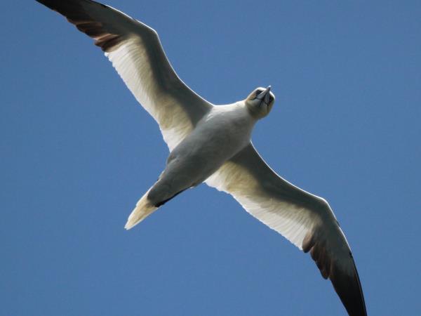 Wales wildlife holiday