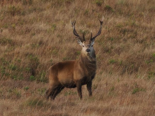 Scotland wildlife holiday
