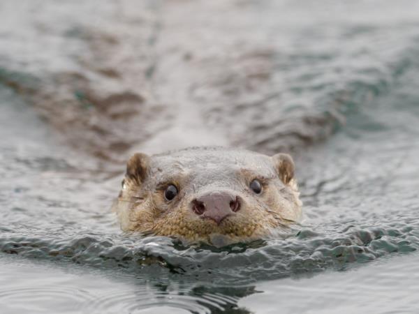 Scotland wildlife holiday