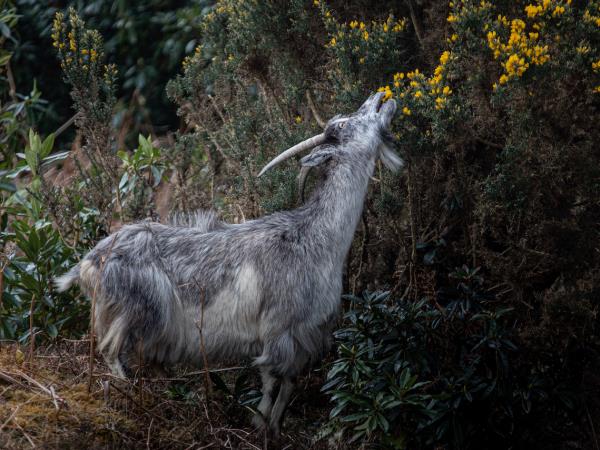 Scotland wildlife holiday