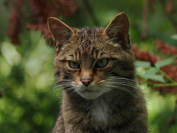 Scotland wildlife holiday