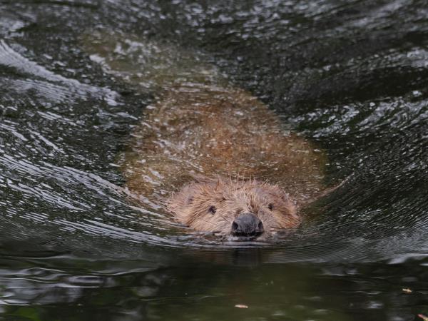 Scotland wildlife holiday