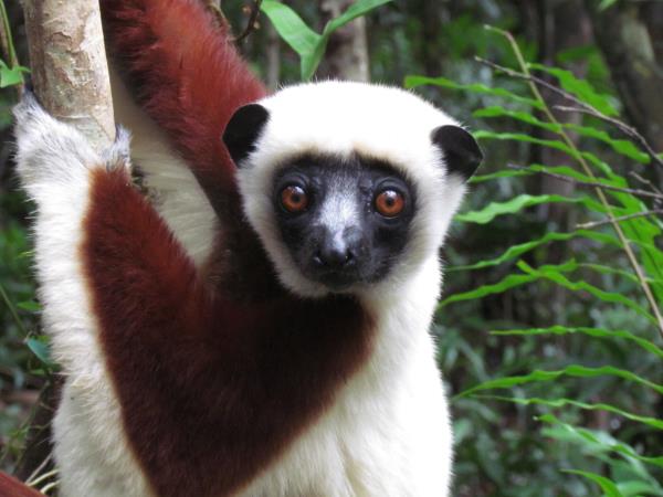 Northern Madagascar tailor made tour