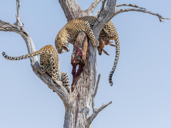 Zambia luxury safari holiday