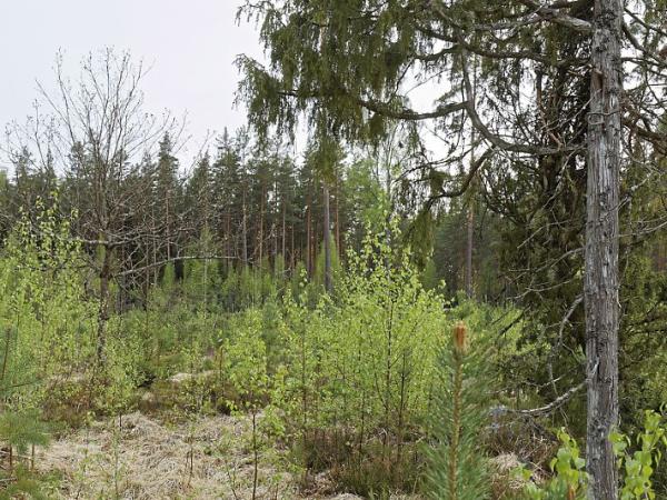 Estonia survival camp holiday