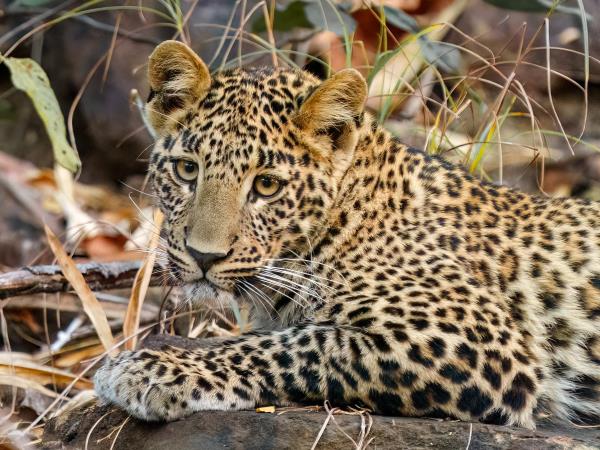 Central India holiday, culture and wildlife