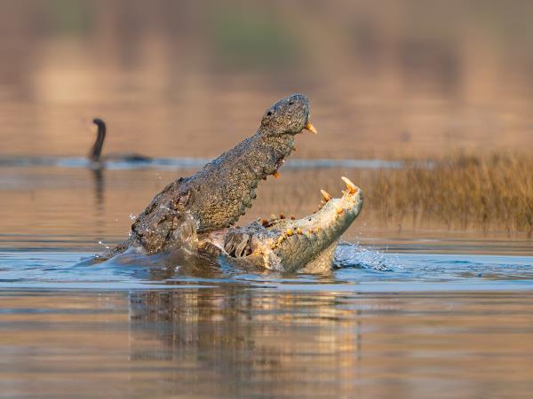 Central India holiday, culture and wildlife