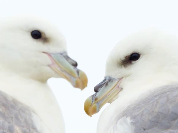 Wales wildlife holiday