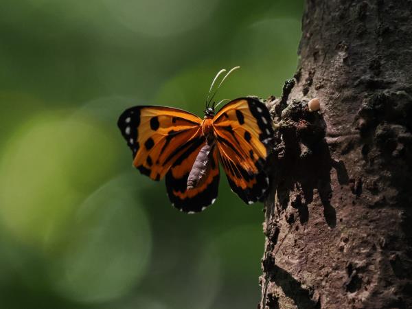 Guyana wildife and nature tour