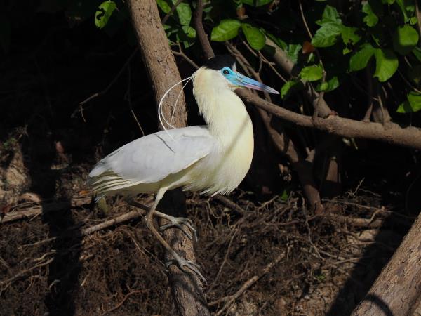 Guyana wildife and nature tour