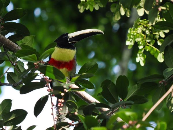 Guyana wildife and nature tour