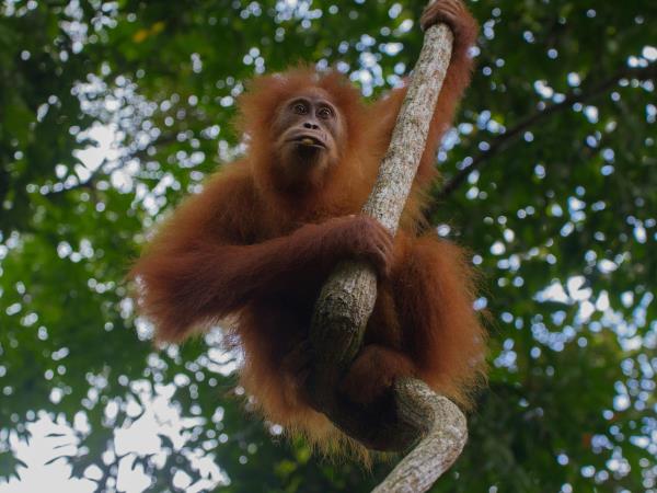 Malaysia, Borneo & Singapore family 12 day tour