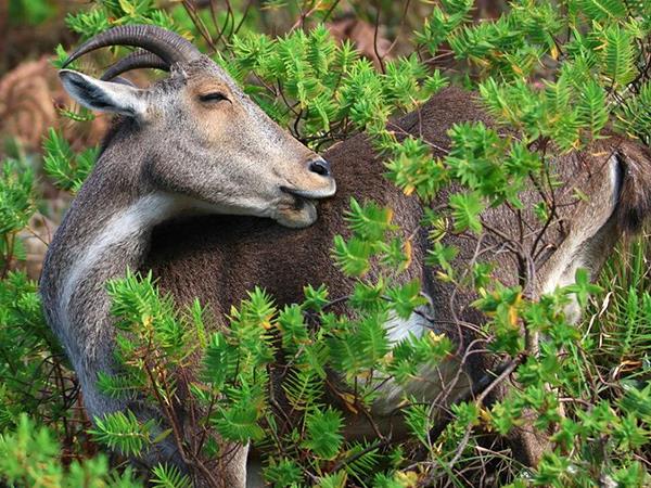 Western Ghats wildlife tour in India
