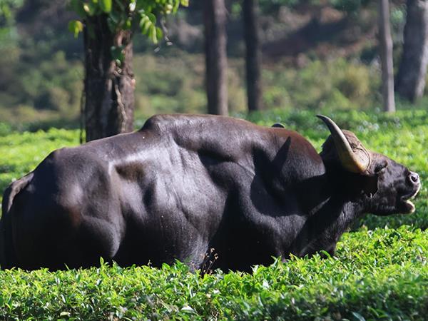 Western Ghats wildlife tour in India