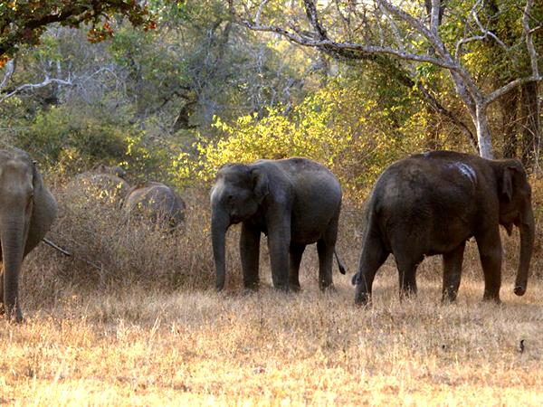 Western Ghats wildlife tour in India