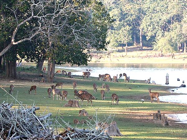 Western Ghats wildlife tour in India