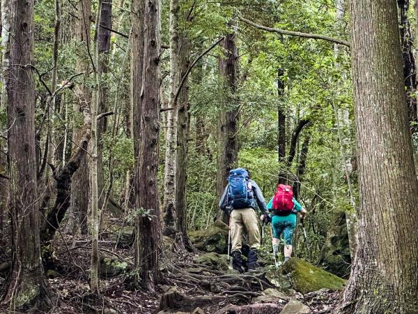 Japan cultural holiday with Kumano Kodo trail