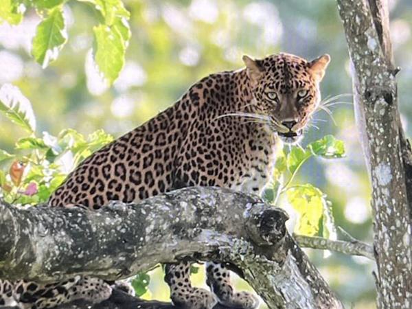 South India walking, culture & wildlife holiday, India