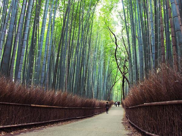 Japan cultural highlights holiday, Tokyo to Osaka