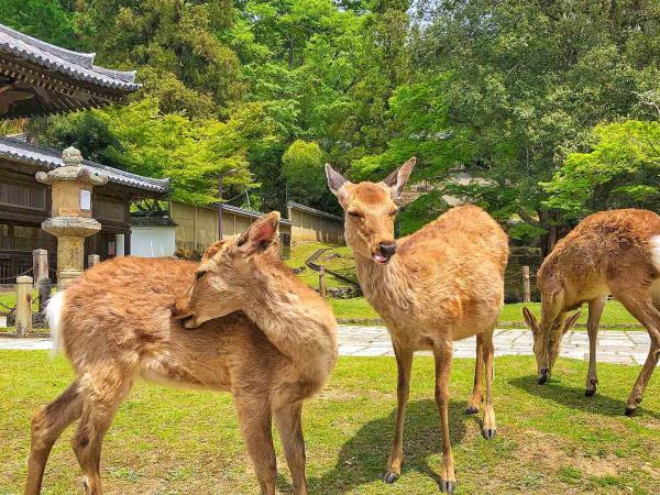 Japan cultural highlights holiday, Tokyo to Osaka