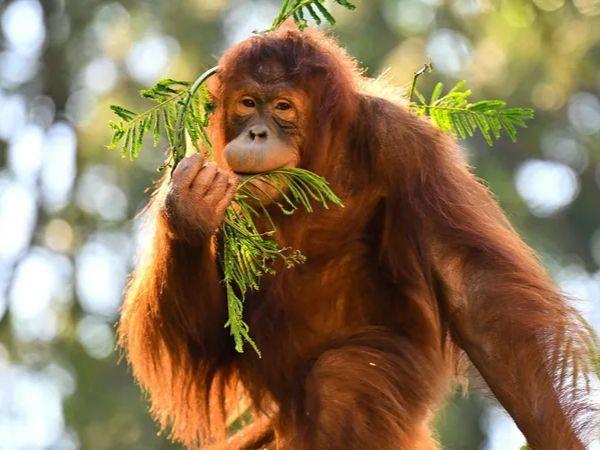 Malaysia and Borneo tailor made tour
