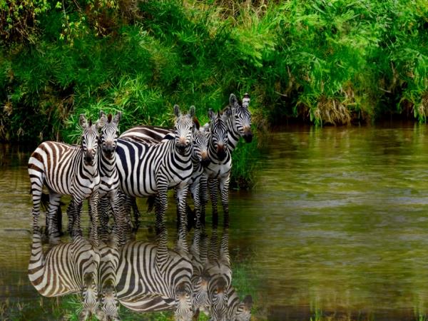 Tanzania safari holiday, tailor made