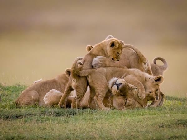 Tanzania safari holiday, tailor made