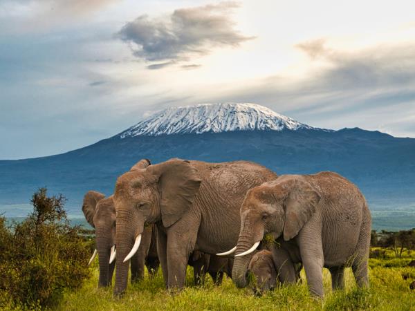 Tanzania safari holiday, tailor made