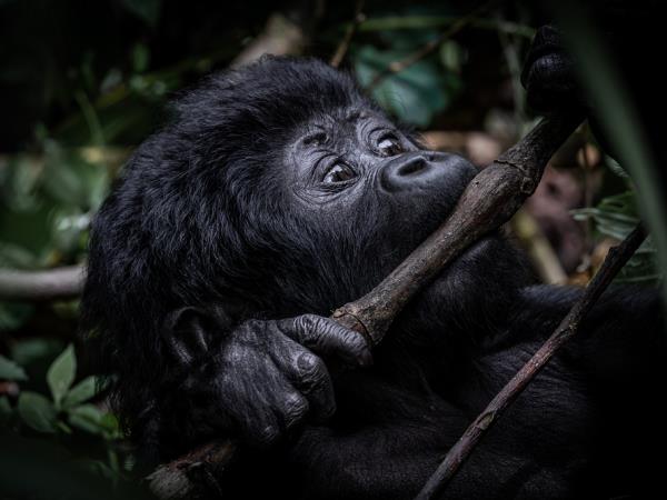 Uganda Great Rift Valley primates safari 