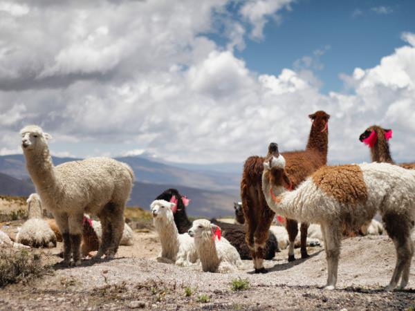Wonders of Peru holiday