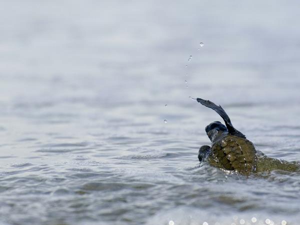 Costa Rica turtle conservation experience 
