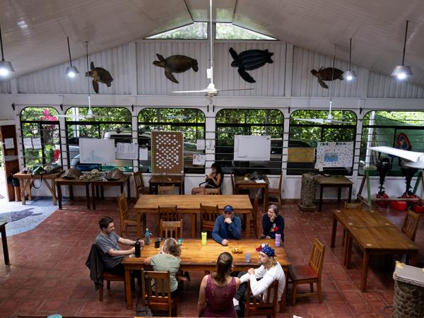 Costa Rica turtle conservation experience 