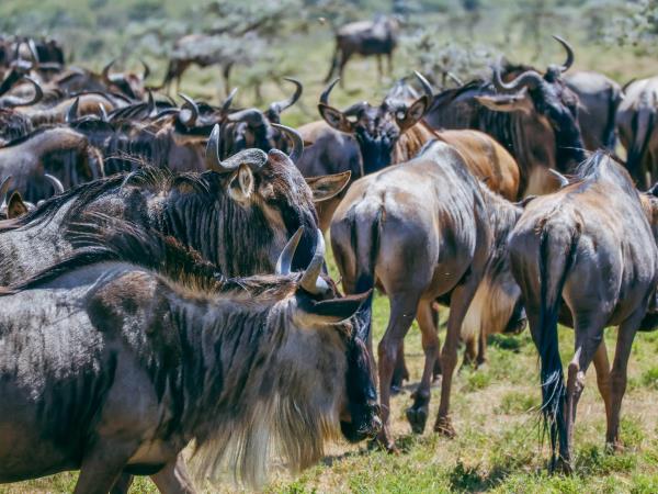 Masai Mara express safari holiday
