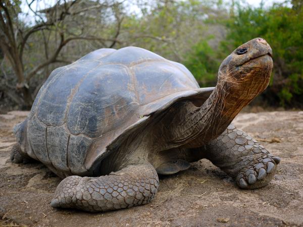 Galapagos south and east islands cruise