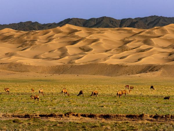 Gobi Desert explorer tour in Mongolia 