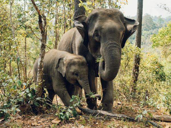 Thailand beach & rainforest holiday