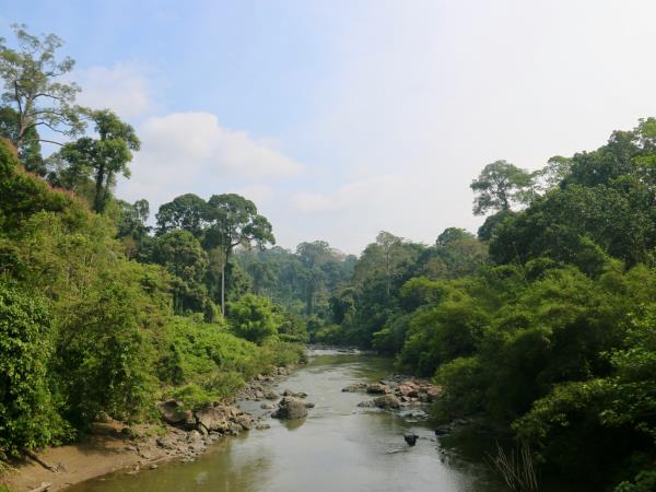 Wild Borneo holiday, private departure