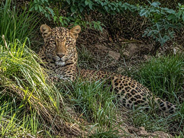 Golden Triangle with Ranthambhore, homestay tour