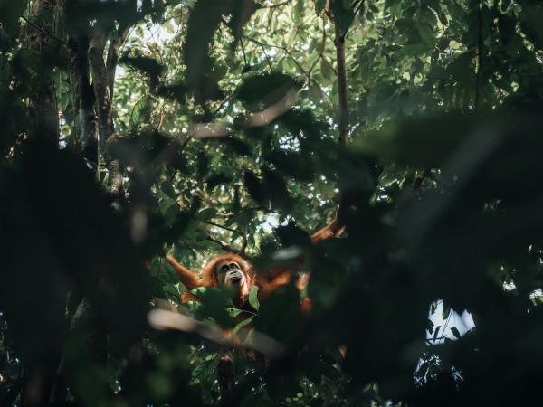 Java & Sumatra tailor made holiday