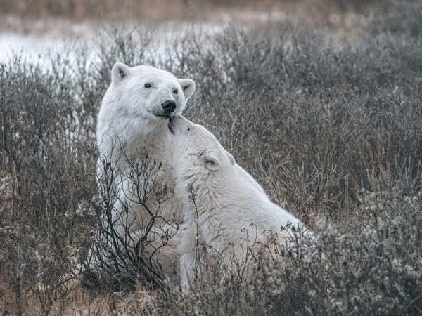 Polar Bear watching holiday, Canada