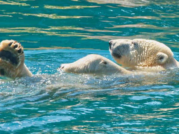 Polar Bear watching holiday, Canada