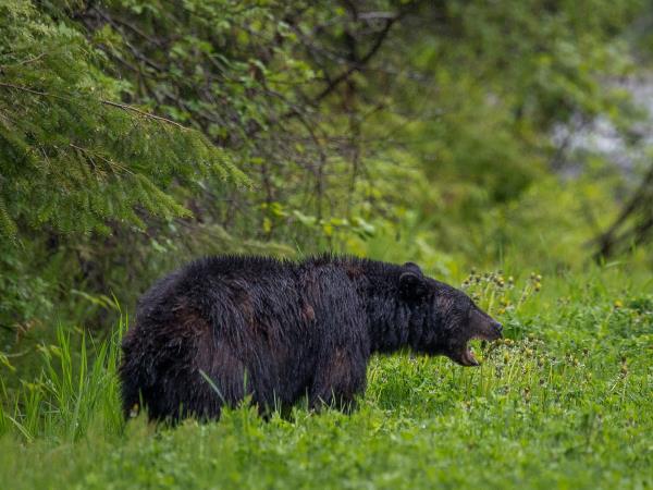 Grizzly bear watching holidays in British Columbia