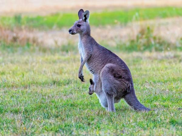 Australia holidays, tailor made