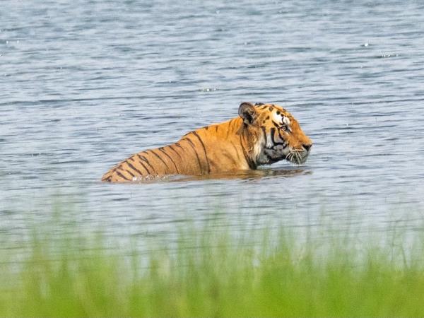 Nepal Red Panda and Bardia NP tour