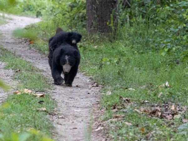 Nepal Red Panda and Bardia NP tour