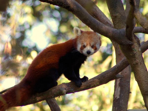 Nepal Red Panda and Bardia NP tour