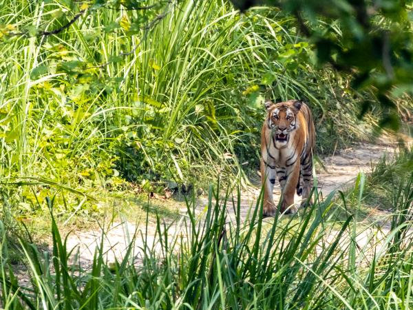 Nepal Red Panda and Bardia NP tour