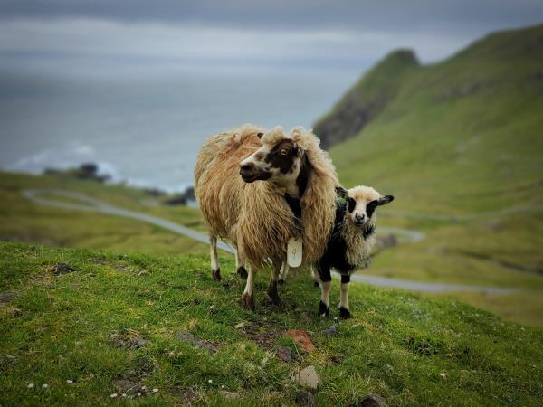 Faroe Islands sailing holiday