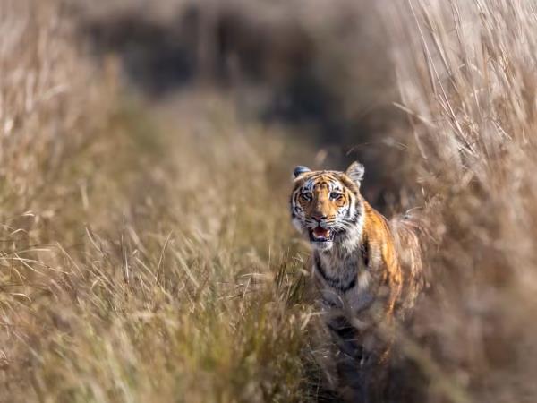 Northern India luxury adventure tour
