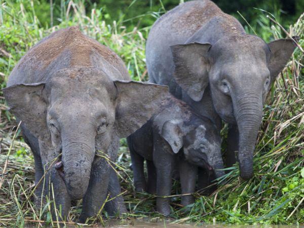 Borneo family holiday for all ages